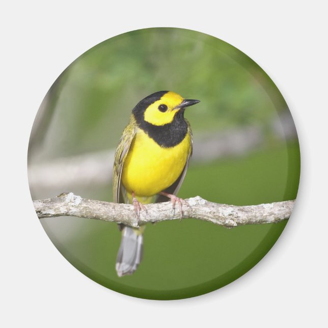 Hooded Warbler Magnet (Framsidan)