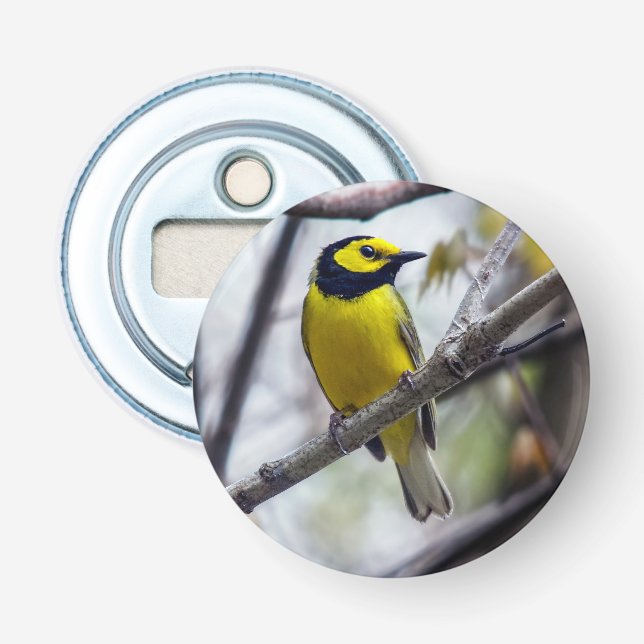 Hooded Warbler Magnet Backed Flaska Open Flasköppnare (Framsidan)