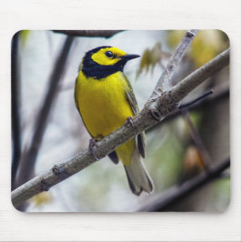 Hooded Warbler Mousepad Musmatta