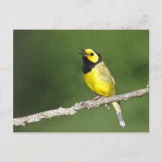 Hooded Warbler Vykort