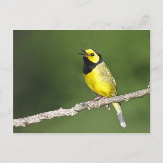 Hooded Warbler Vykort (Framsida)