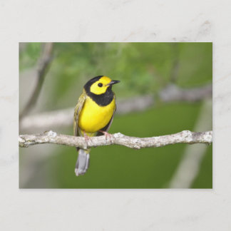 Hooded Warbler Vykort