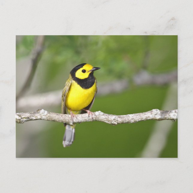 Hooded Warbler Vykort (Framsida)