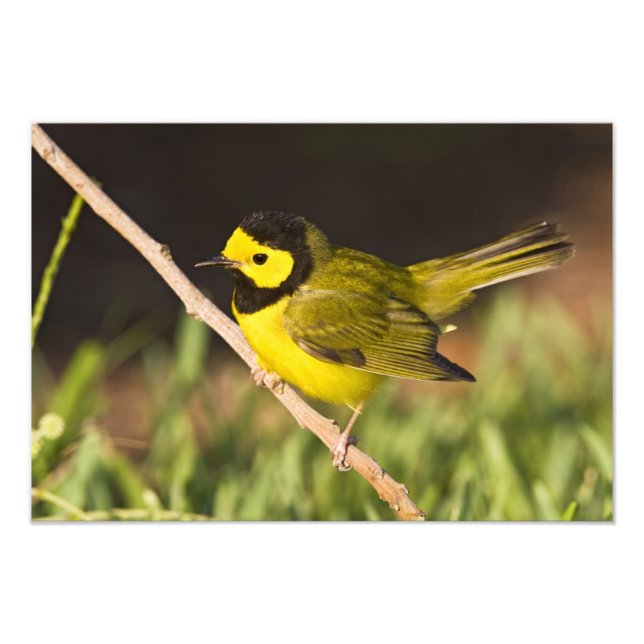 Hooded Warbler Wilsonia citrina) Fototryck (Framsidan)