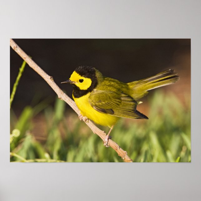 Hooded Warbler Wilsonia citrina) vuxen, man Poster (Framsidan)