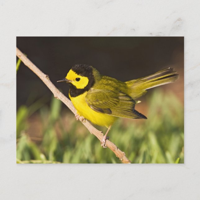 Hooded Warbler Wilsonia citrina) Vykort (Framsida)