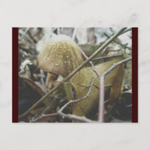 Hoodie Mushroom vykort