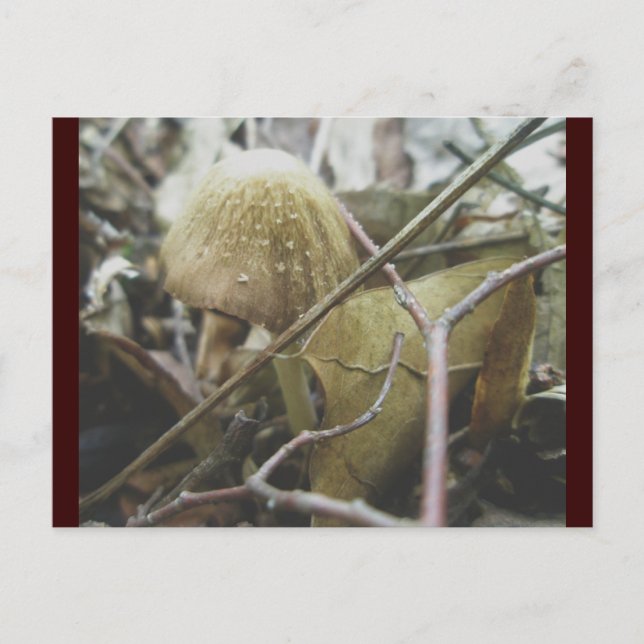 Hoodie Mushroom vykort (Framsida)