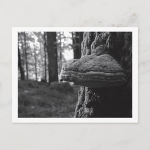 Hoof Fungus vycard Vykort