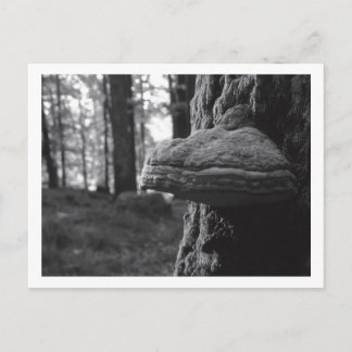 Hoof Fungus vycard Vykort