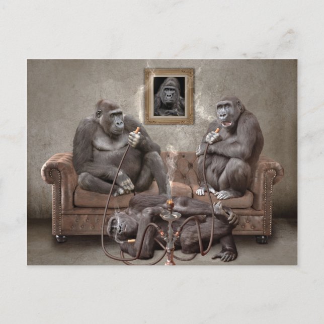 Hookah Smoking Apes-postkort Vykort (Framsida)