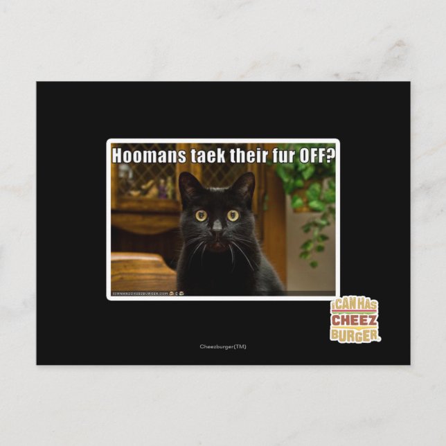 Hoomans Taek där päls OFF? Vykort (Framsida)