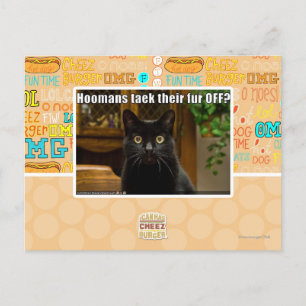 Hoomans Taek där päls OFF? Vykort