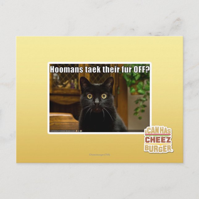 Hoomans Taek där päls OFF? Vykort (Framsida)