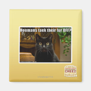 Hoomans Taek där pälsfodrar AV? Magnet