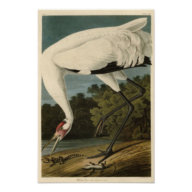 Hooping Crane, Audubon Birds of America Fototryck (Framsidan)
