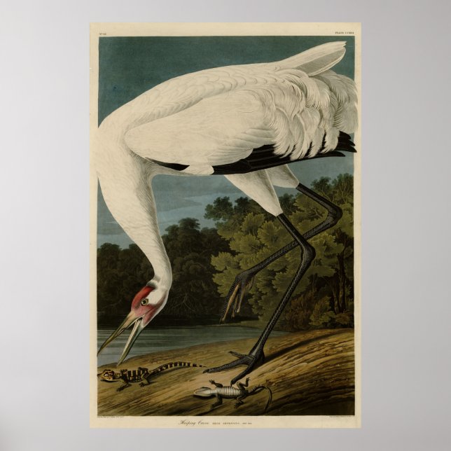 Hooping Crane, Audubon Birds of America Poster (Framsidan)