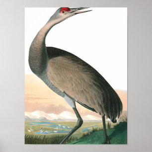 Hooping Crane av John James Audubon Poster