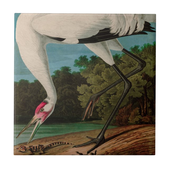 Hooping Crane Birds of America Audubon Print Kakelplatta (Framsidan)