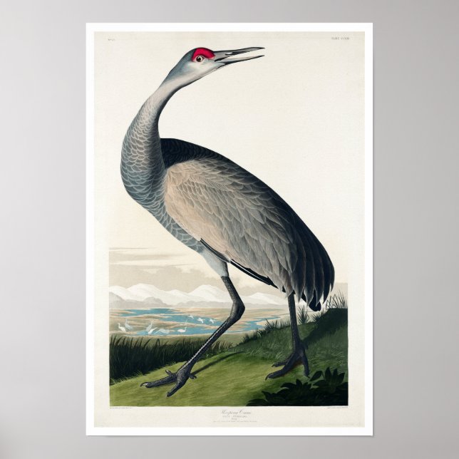 Hooping Crane by Audubon Poster (Framsidan)