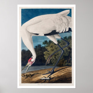 Hooping Crane by Audubon Poster