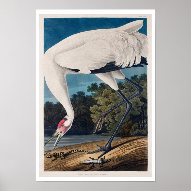 Hooping Crane by Audubon Poster (Framsidan)