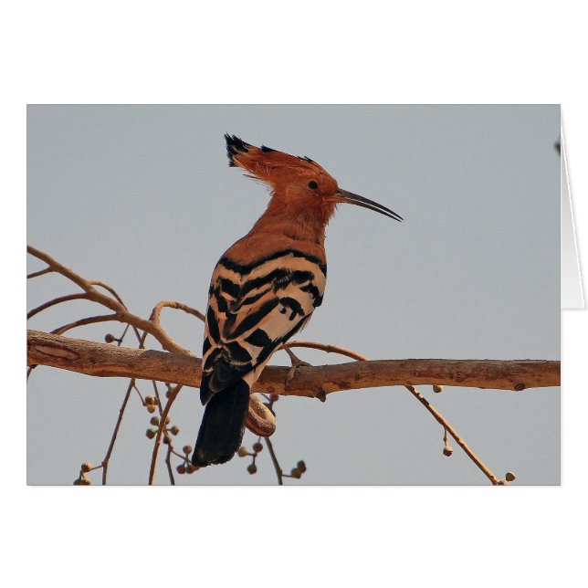 Hoopoe Hälsningskort (Framsidan Horizontal)