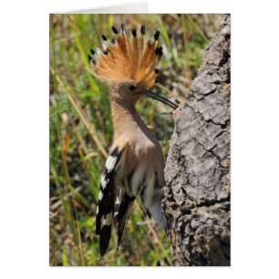 Hoopoe Matande Nestling Hälsningskort
