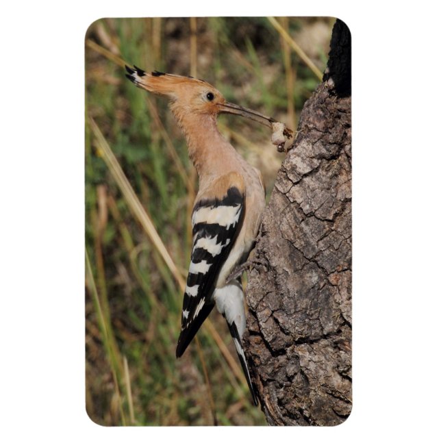 Hoopoe Matande Nestling Magnet (Vertikal)