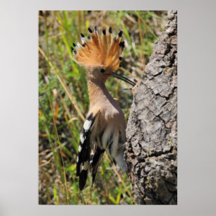 Hoopoe Matande Nestling Poster