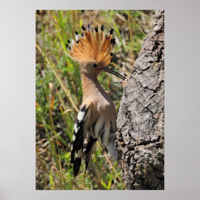 Hoopoe Matande Nestling Poster (Framsidan)