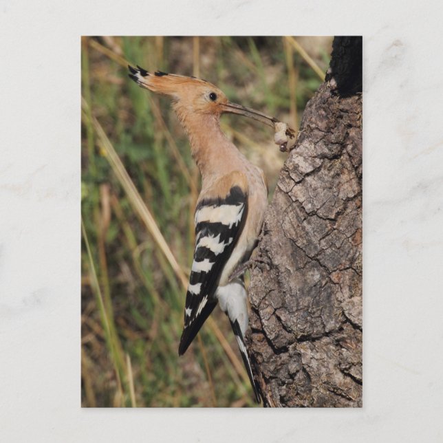 Hoopoe Matande Nestling Vykort (Framsida)