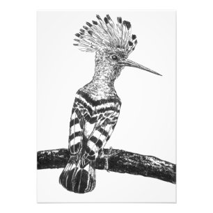Hoopoe teckning fototryck