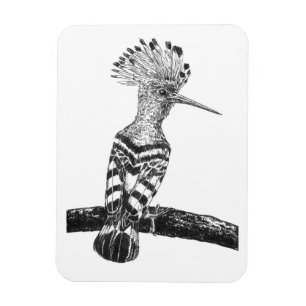 Hoopoe teckning magnet