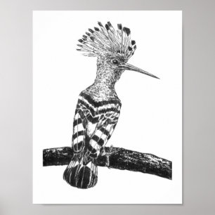 Hoopoe teckning poster