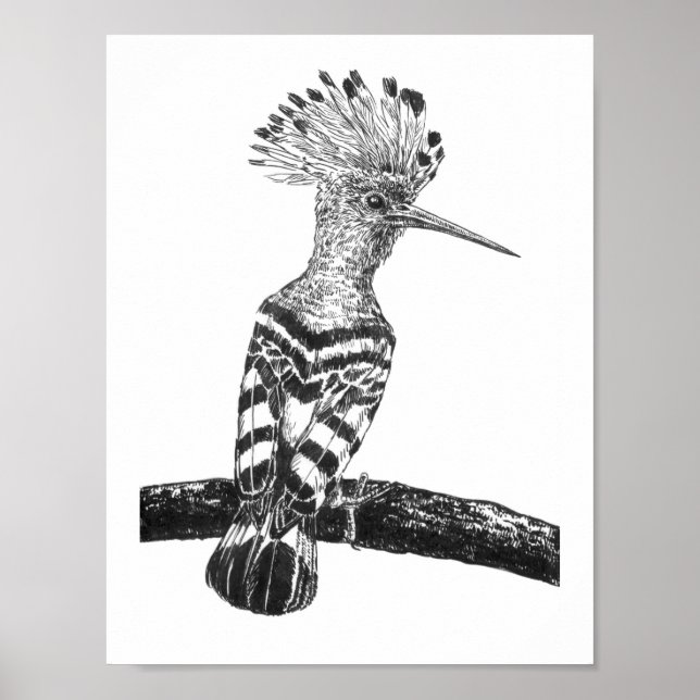 Hoopoe teckning poster (Framsidan)