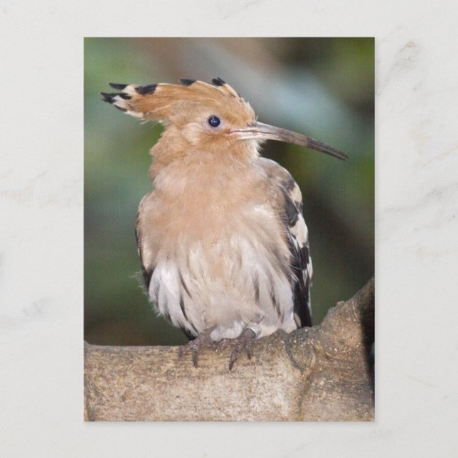 Hoopoe-vykort Vykort (Framsida)