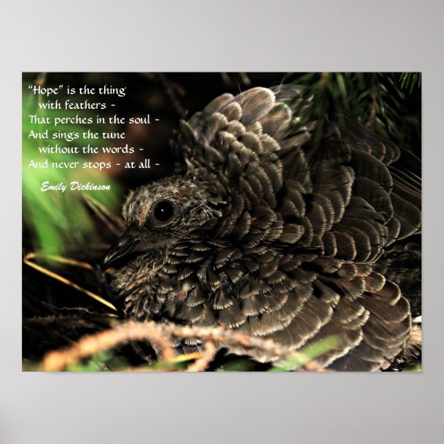"Hope" är sak med fjädrar som Poster (Framsidan)