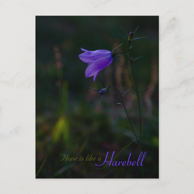 Hope är som en harebell CC0229 Vykort (Framsida)