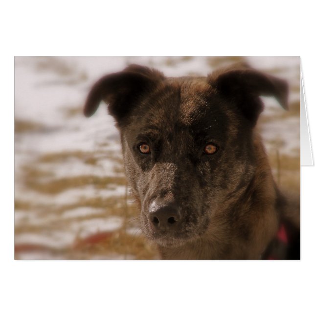 Hope German Shepherd Tillfällens Hälsningskort (Framsidan Horizontal)
