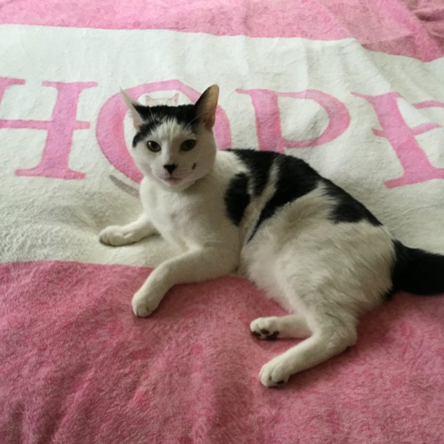 Hope Kattunge Personlig Fleecefilt (Skapare uppladdad)