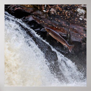 Hoppa den atlantiska laxsalmoen salar poster