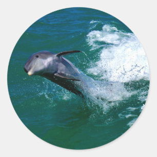 Hoppande och dansande delfin runt klistermärke