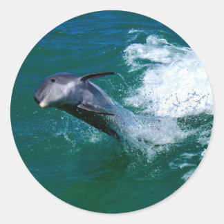 Hoppande och dansande delfin runt klistermärke