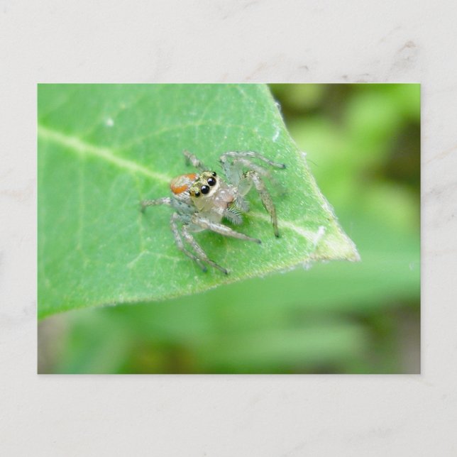 Hoppande spindel (Mavea inclemens) vykort (Framsida)