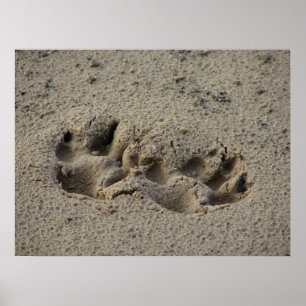 Hoppets tassavtryck i sanden Glansduk UV Poster