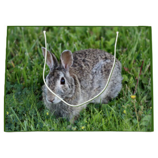 Hoppy Bummy