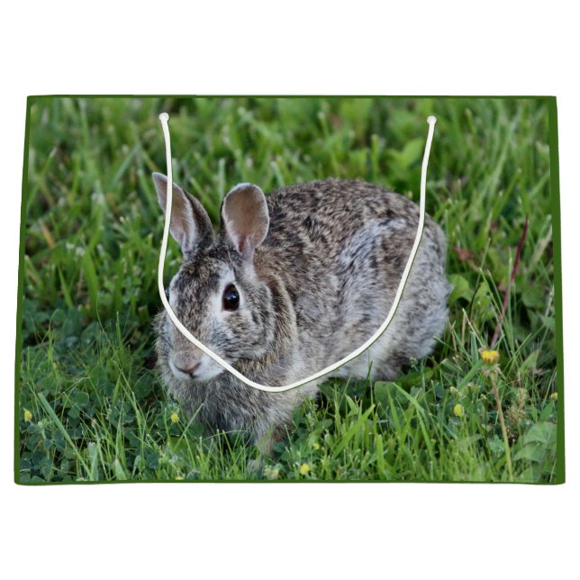 Hoppy Bummy (Framsidan)