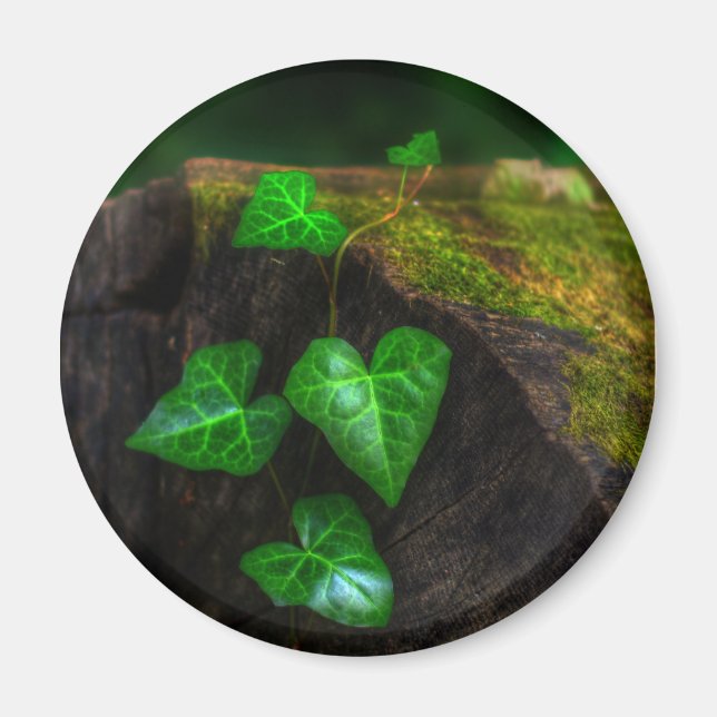 Hörandet av Ivy Magnet (Framsidan)