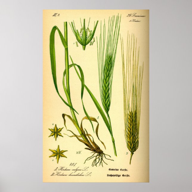 Hordeum Vulgare Barley Grass Poster (Framsidan)